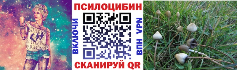 купить наркотики цена omg Псилоцибиновые грибы мицелий Кедровый